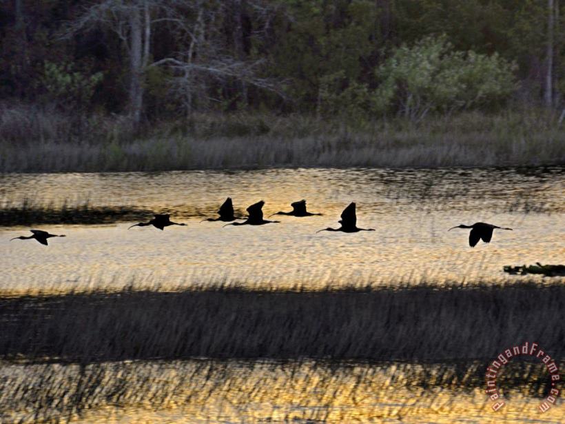 Raymond Gehman A Flock of Ibis Fly Over The Sunset Colored Marsh Art Print