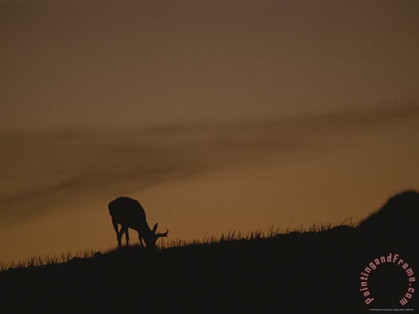 A Grazing Pronghorn Silhouetted Against The Evening Sky painting - Raymond Gehman A Grazing Pronghorn Silhouetted Against The Evening Sky Art Print