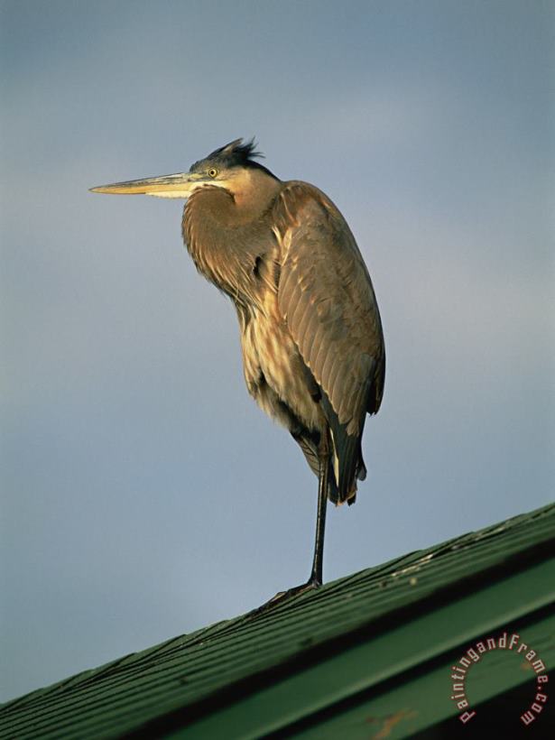 A Great Blue Heron Perches on a Rooftop in The Gulf Islands National Seashore painting - Raymond Gehman A Great Blue Heron Perches on a Rooftop in The Gulf Islands National Seashore Art Print