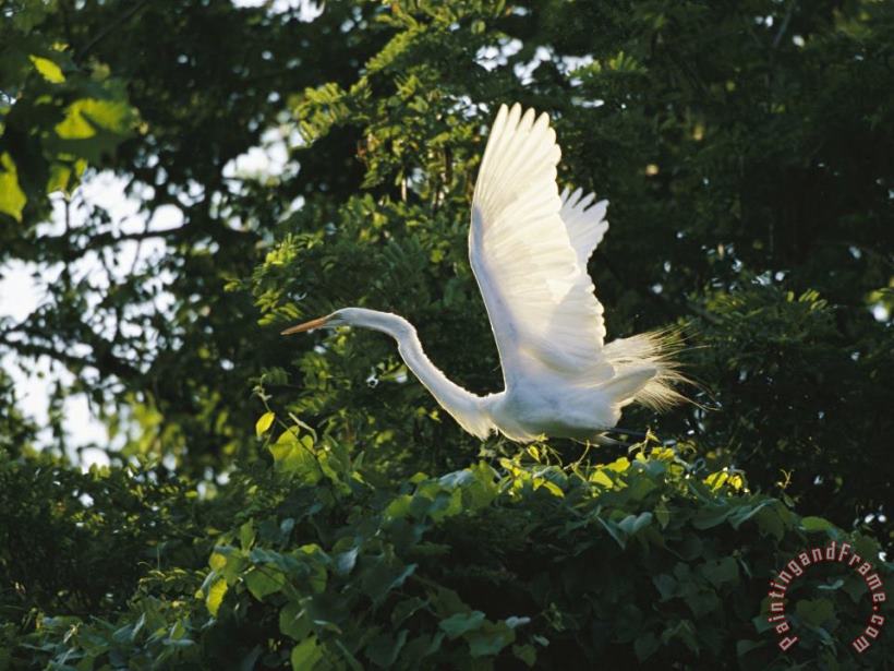 A Great Egret Spreads Its Wings in Its Vine Covered Nest painting - Raymond Gehman A Great Egret Spreads Its Wings in Its Vine Covered Nest Art Print