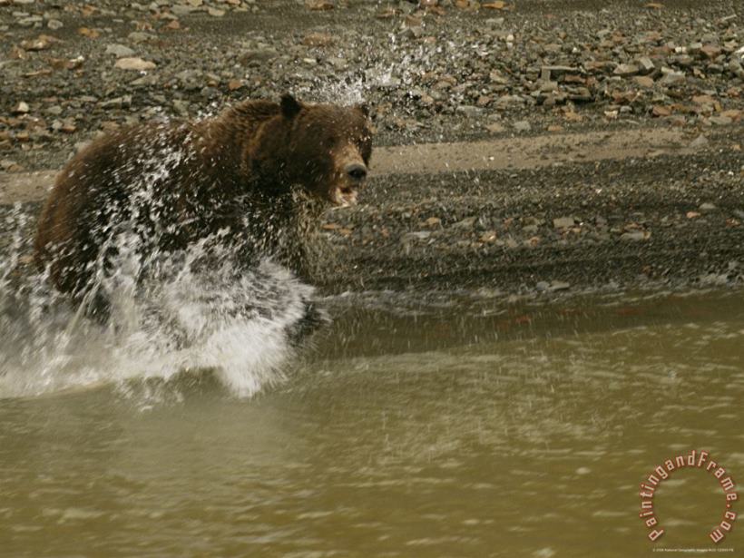 Raymond Gehman A Grizzly Bear Charges Into The Mackenzie River Art Print
