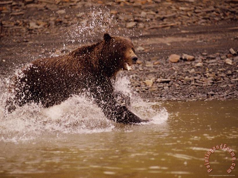 A Grizzly Splashes Through The Water painting - Raymond Gehman A Grizzly Splashes Through The Water Art Print