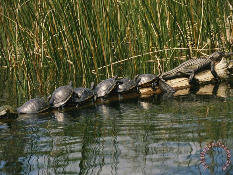 Raymond Gehman A Group of Aquatic Turtles And an American Alligator Bask on a Log Art Print