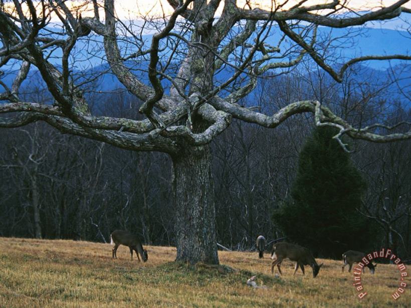 Raymond Gehman A Group of White Tailed Deer Grazing Under an Old Oak Tree Art Print