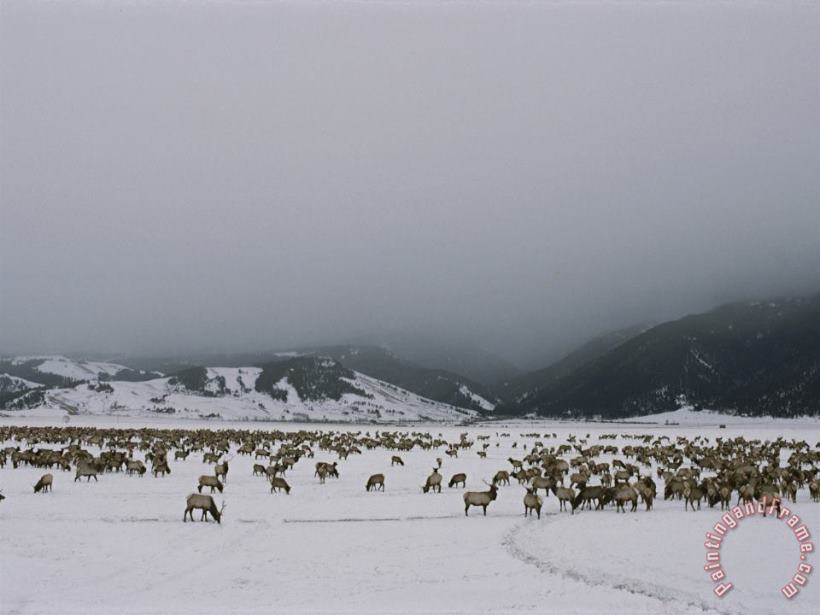 A Herd of Elk Or Wapitis in Grand Teton National Park painting - Raymond Gehman A Herd of Elk Or Wapitis in Grand Teton National Park Art Print