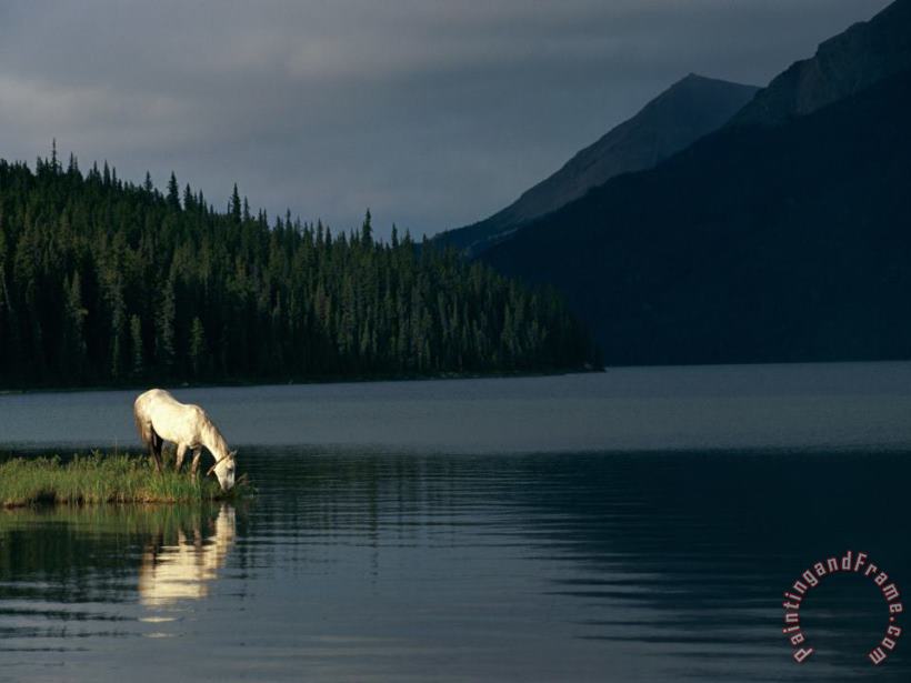 Raymond Gehman A Horse Drinks From a Lake Art Painting