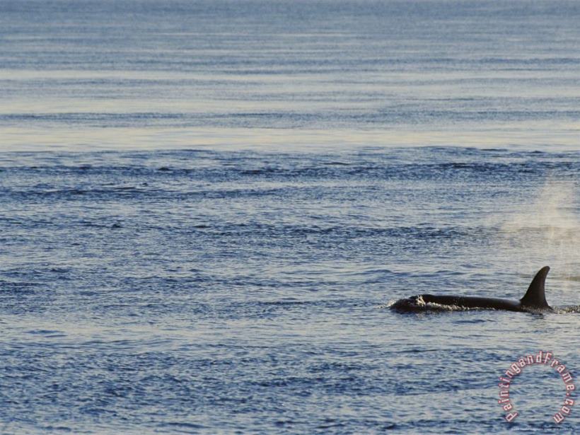Raymond Gehman A Killer Whale Orcinus Orca Swims Through Placid Water Art Painting