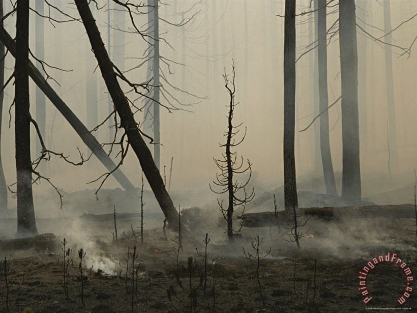 A Lodgepole Pine Forest Smoulders Following a Fire painting - Raymond Gehman A Lodgepole Pine Forest Smoulders Following a Fire Art Print