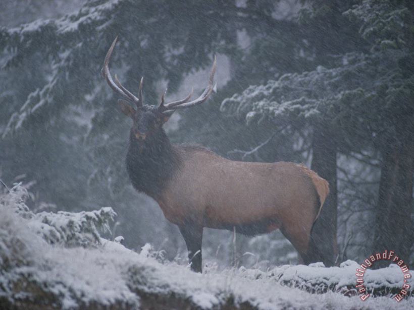 Raymond Gehman A Magnificent Bull Elk Stands Amidst The Snow Art Print