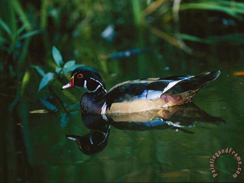 Raymond Gehman A Male Wood Duck Makes Its Home in The Wildlife Park at Brookgreen Gardens in South Carolina Art Print