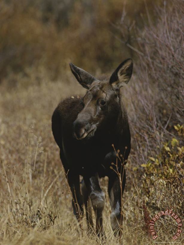 Raymond Gehman A Moose Calf in Grand Teton National Park Art Print