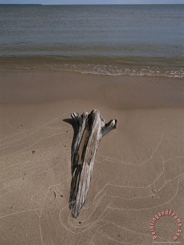 A Piece of Driftwood Sits on a Beach painting - Raymond Gehman A Piece of Driftwood Sits on a Beach Art Print