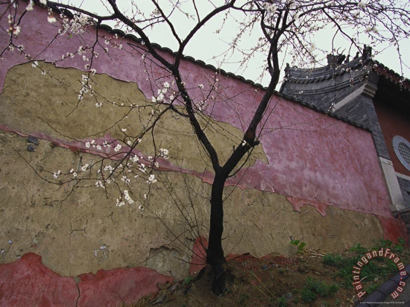 A Plum Tree Near The Miao Fengshan Buddhist Temple in Beijing painting - Raymond Gehman A Plum Tree Near The Miao Fengshan Buddhist Temple in Beijing Art Print