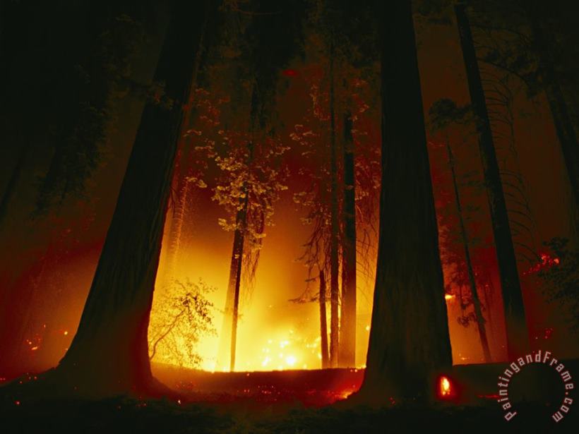 Raymond Gehman A Prescribed Fire Illuminates The Giant Sequoia Trees Art Painting