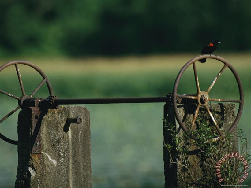 Raymond Gehman A Red Winged Blackbird Perched on The Wheel of a Water Control Device Art Print