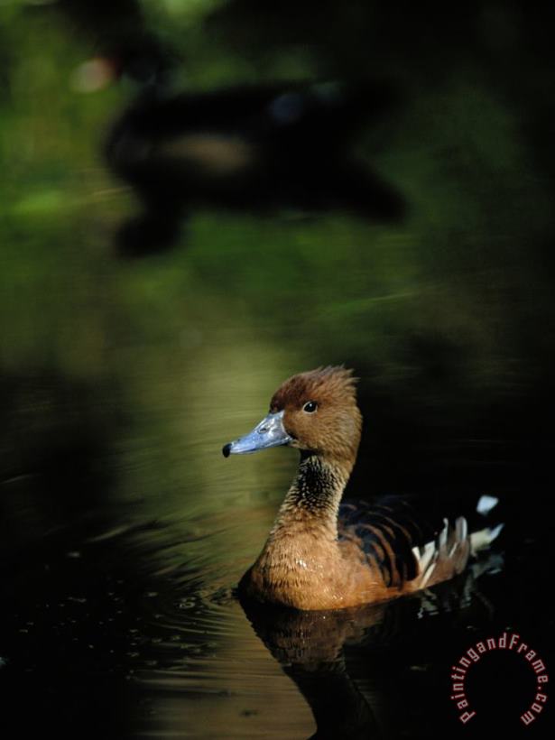 Raymond Gehman A Ruddy Duck Swims Through The Marsh Waters Art Painting