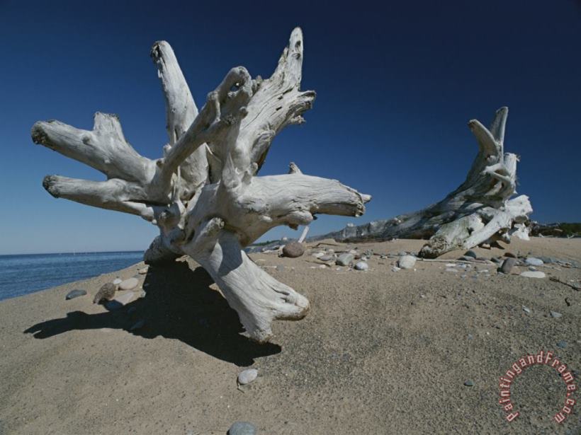 Raymond Gehman A Shot of Some Driftwood on a Beach in The Apostle Islands Art Print