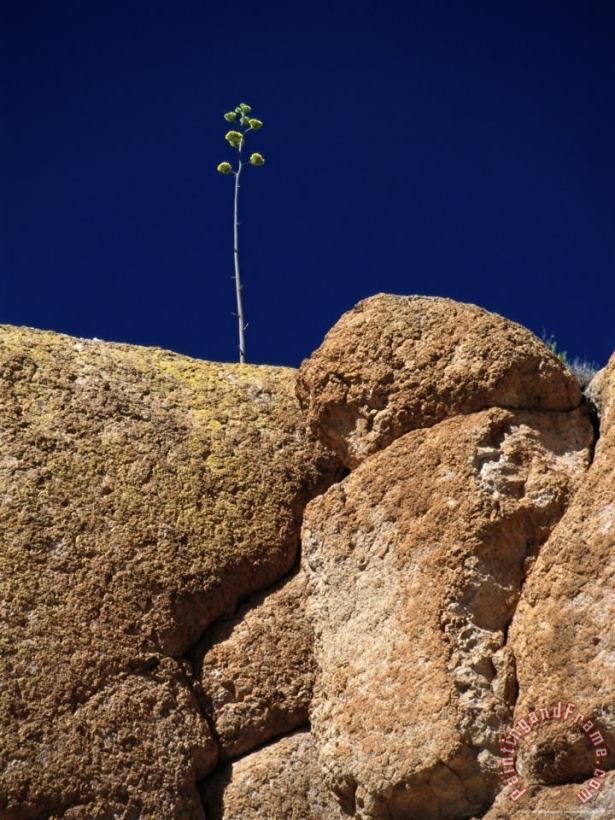 A Single Plant Grows From a Crack in a Large Rock painting - Raymond Gehman A Single Plant Grows From a Crack in a Large Rock Art Print