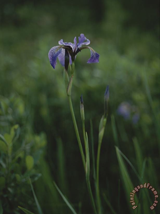Raymond Gehman A Solitary Purple Iris Surrounded by Greenery Art Painting