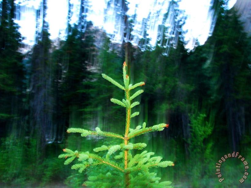 Raymond Gehman A Spruce Seedling Is Highlighted by The Camera S Flash at Twilight Art Print