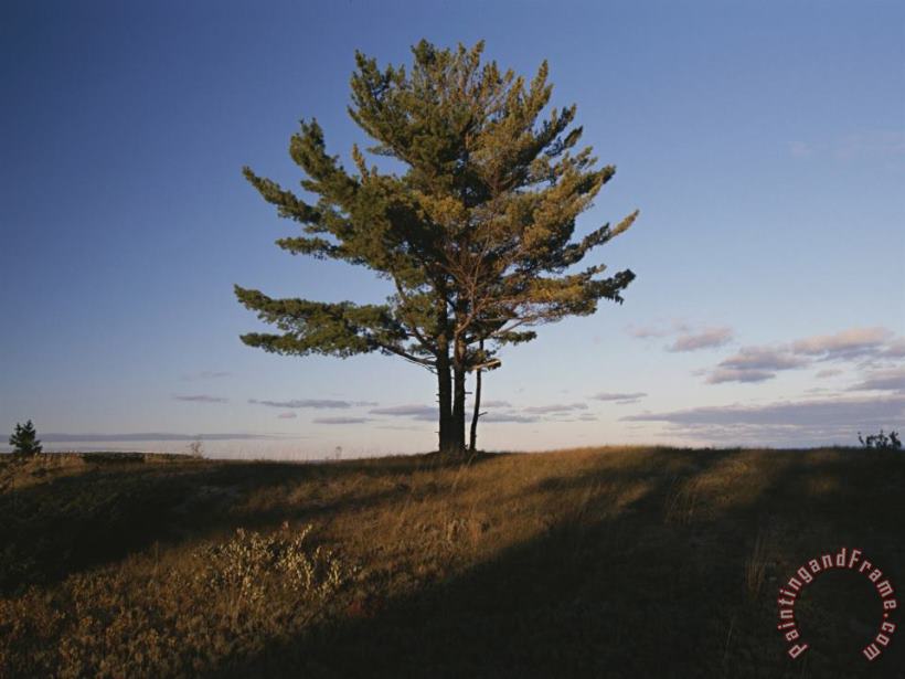 Raymond Gehman A Tree Stands Alone in The Twilight Art Print