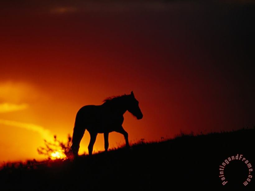 A View of a Wild Horse Silhouetted by The Setting Sun painting - Raymond Gehman A View of a Wild Horse Silhouetted by The Setting Sun Art Print
