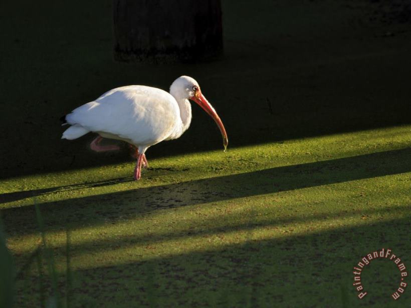 A White Ibis Hunts for Food in Shallow Duckweed Covered Water painting - Raymond Gehman A White Ibis Hunts for Food in Shallow Duckweed Covered Water Art Print