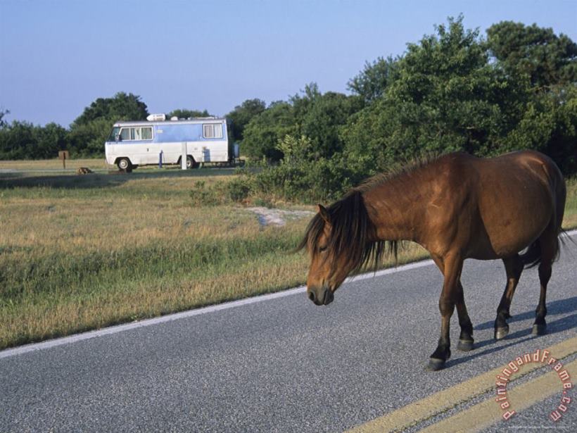 Raymond Gehman A Wild Pony Crosses The Road at Assateague National Wildlife Refuge Art Painting