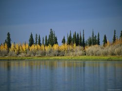 Raymond Gehman Afternoon Sunlight Highlights The Autumn Colors of Birch Trees
