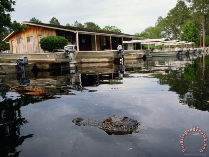 Raymond Gehman American Alligator Near Docked Outboard Motorboats Art Painting