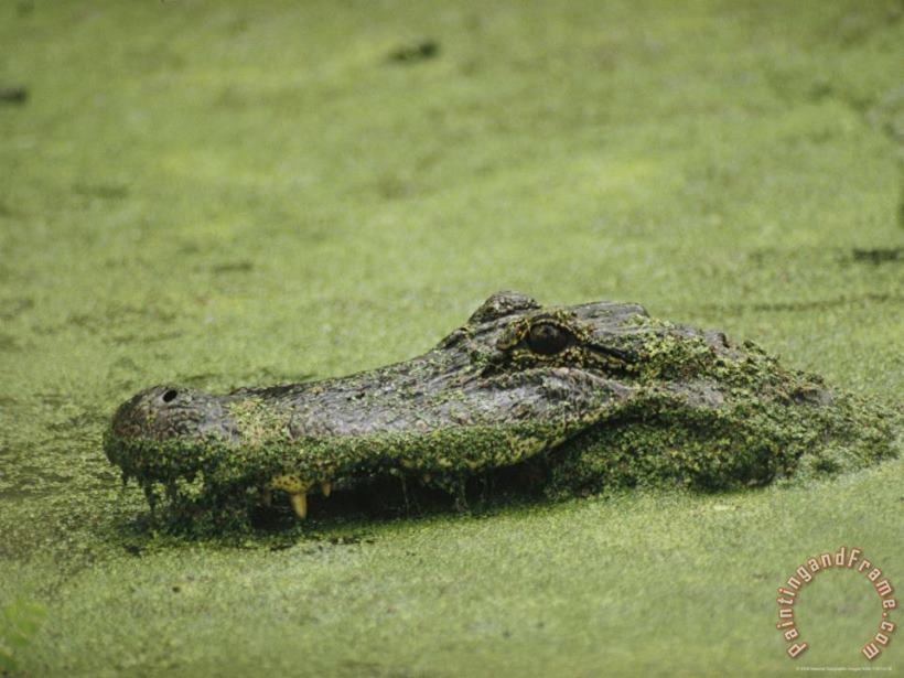 Raymond Gehman An Alligator Swims Through Duckweed Elm Lake Brazos Bend State Park Art Print