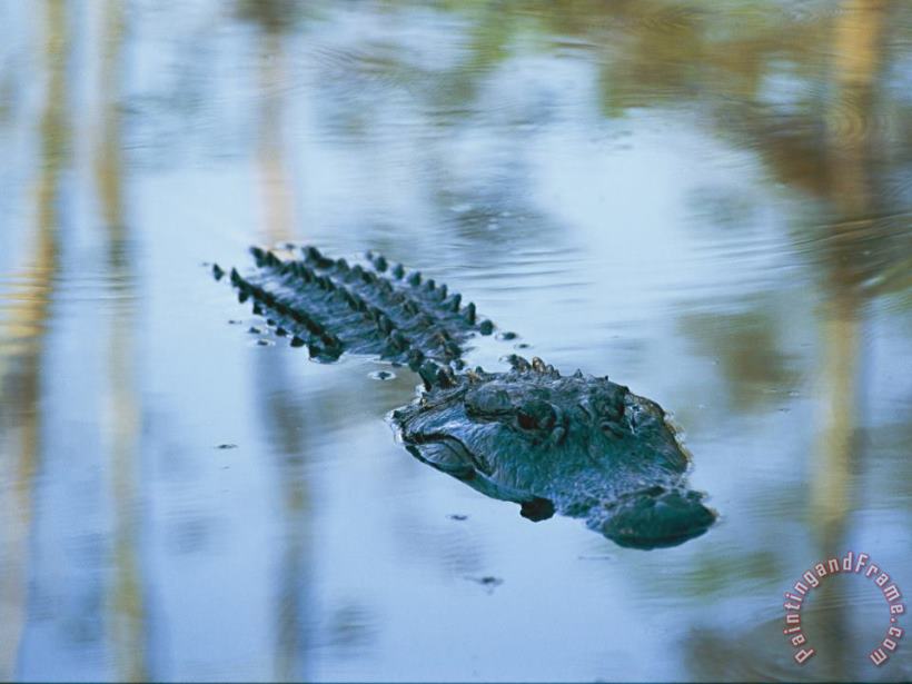 Raymond Gehman An American Alligator Floats Half Submerged in Waters at Brookgreen Gardens Wildlife Park Art Print