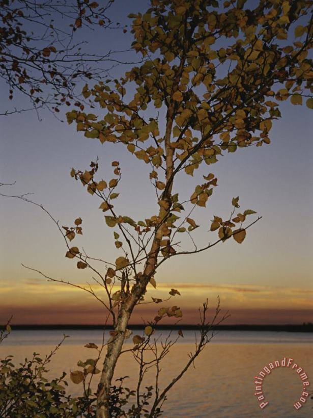 An Aspen in Fall Colors Stands in Front of a Lake at Twilight painting - Raymond Gehman An Aspen in Fall Colors Stands in Front of a Lake at Twilight Art Print