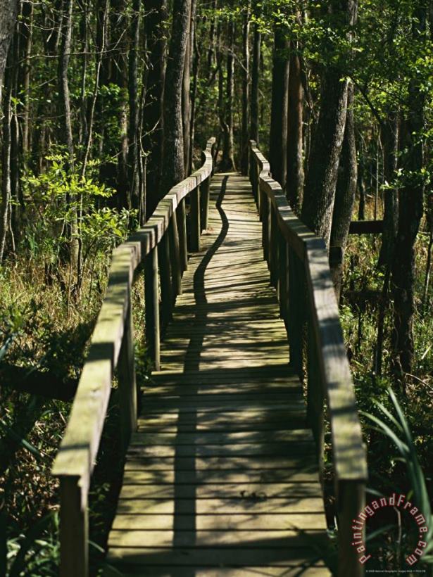 Raymond Gehman An Elevated Board Walkway Crosses a Marshy Spot in a Forest Art Painting