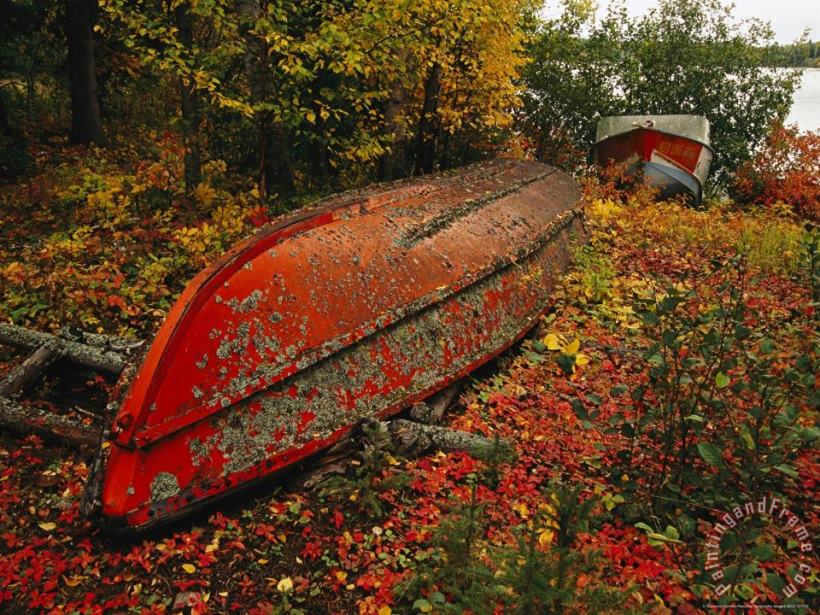 An Upturned Rowboat Among Red Osier Dogwoods in Fall Foliage painting - Raymond Gehman An Upturned Rowboat Among Red Osier Dogwoods in Fall Foliage Art Print