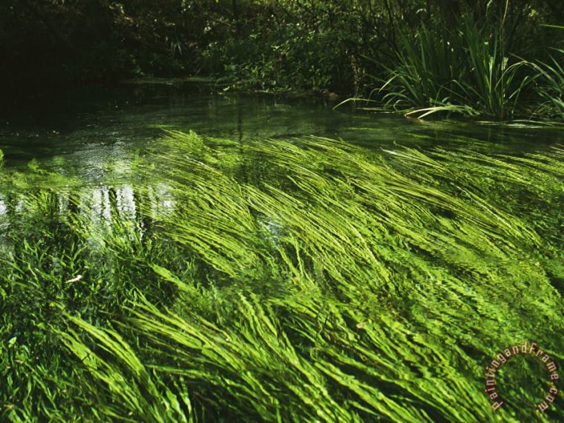 Aquatic Grasses Bend with The Flow of a Waterway painting - Raymond Gehman Aquatic Grasses Bend with The Flow of a Waterway Art Print