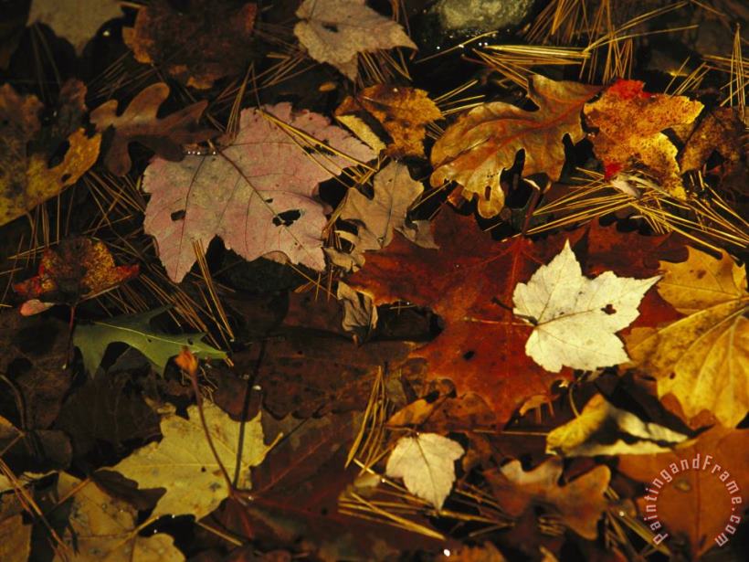 Raymond Gehman Array of Autumn Maple Leaves And Pine Needles Float in a Creek Art Painting