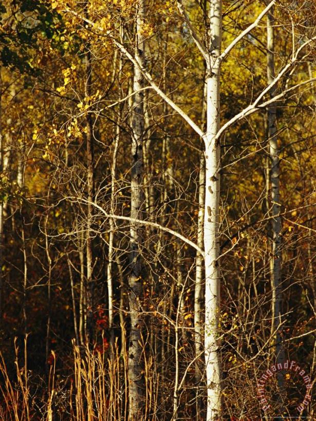 Raymond Gehman Aspen Trees with Autumn Foliage in Whiteshell Provincial Park Art Painting
