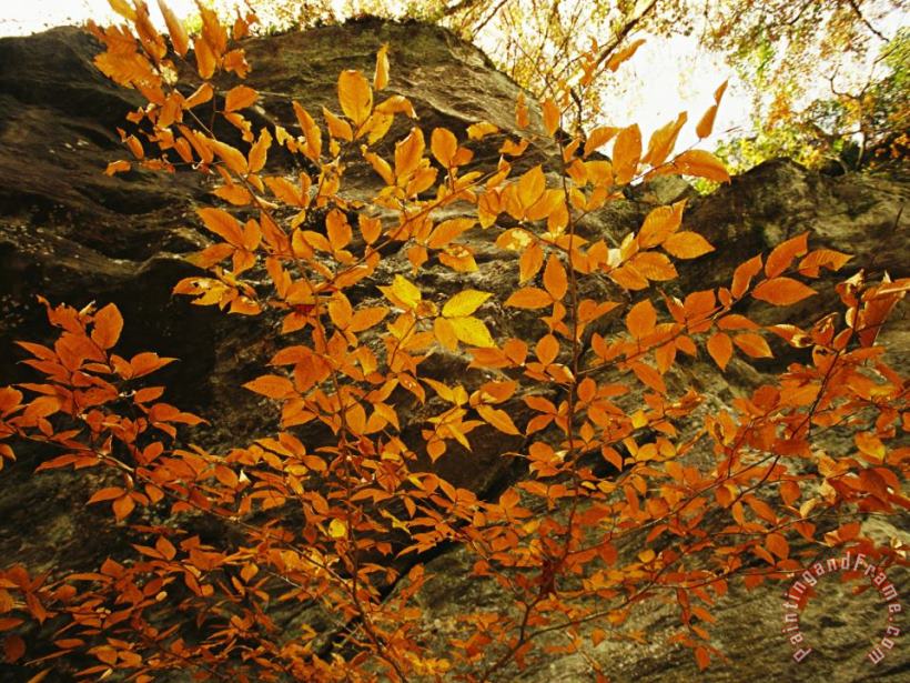 Raymond Gehman Autumn Colored Beech Trees at Raven Rock Art Painting