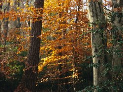 Raymond Gehman Autumn Colored Beech Trees Holly And Pine in Upland Hardwood Forest