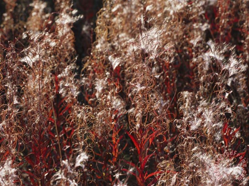Raymond Gehman Autumn Colored Meadow Grasses in The Mackenzie River Delta Art Print