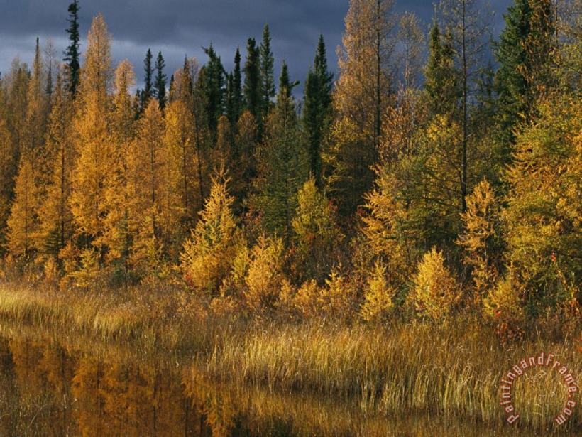 Autumn Colors Are Displayed in The Sedges And Tamarack Trees painting - Raymond Gehman Autumn Colors Are Displayed in The Sedges And Tamarack Trees Art Print