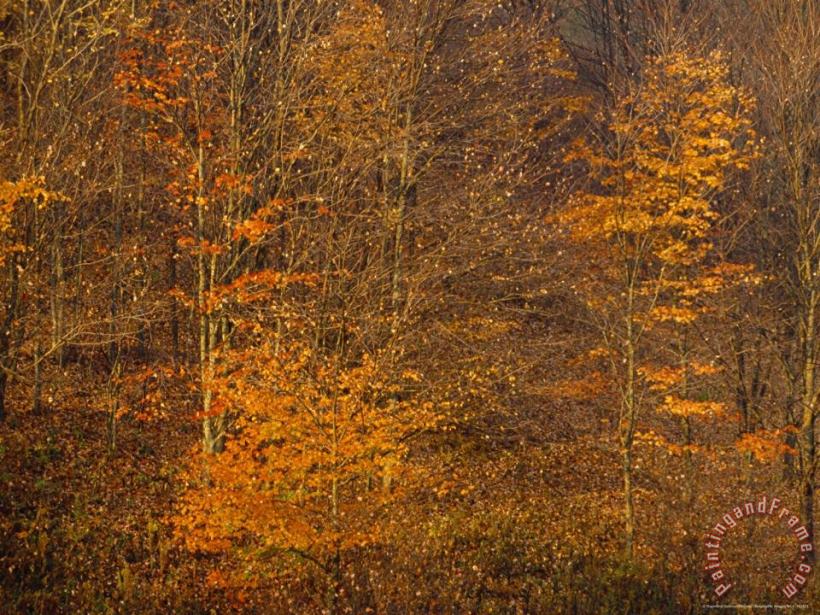 Raymond Gehman Autumn Colors in The Jefferson National Forest Art Painting