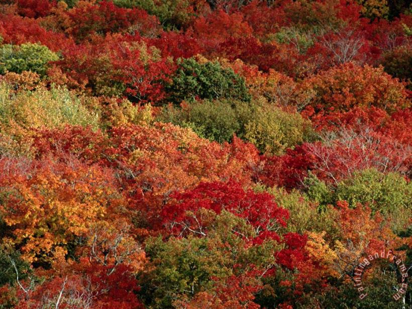 Raymond Gehman Autumn Colors Paint a Canadian Forest Art Painting
