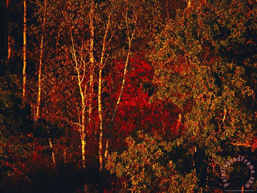 Autumn Foliage in The Late Afternoon Light painting - Raymond Gehman Autumn Foliage in The Late Afternoon Light Art Print