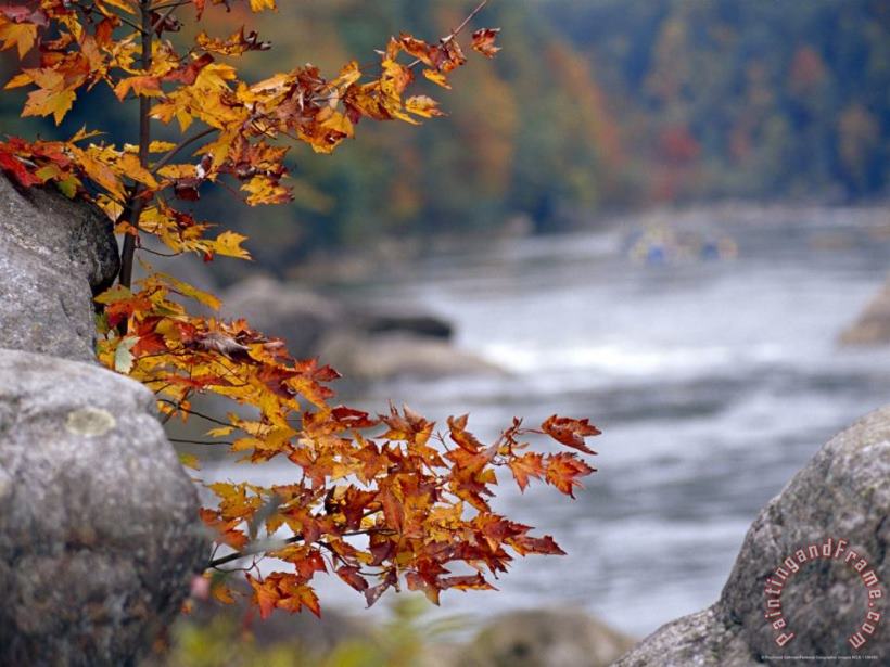 Raymond Gehman Autumn Hues And Large Boulders Along The Gauley River Art Painting