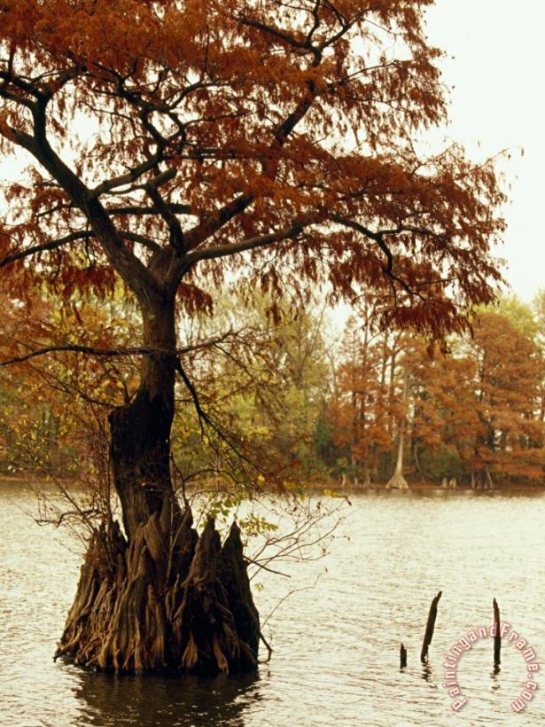 Autumn View of a Bald Cypress Tree Growing in Water painting - Raymond Gehman Autumn View of a Bald Cypress Tree Growing in Water Art Print