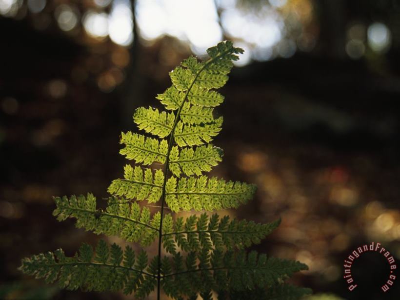 Raymond Gehman Backlit View of a Fern Frond with Spores on It Art Print