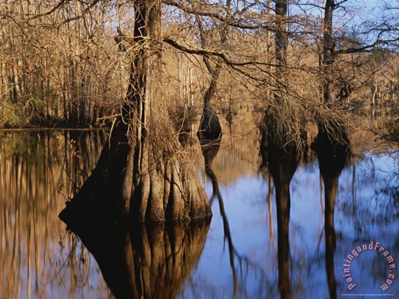 Bald Cypress Trees And Their Reflections on Water S Surface painting - Raymond Gehman Bald Cypress Trees And Their Reflections on Water S Surface Art Print