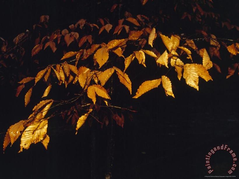 Beech Leaves in The Rain Lit with a Flash painting - Raymond Gehman Beech Leaves in The Rain Lit with a Flash Art Print